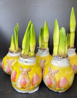 Луковицы амариллиса. Распродажа Луковицы амариллиса. Распродажа